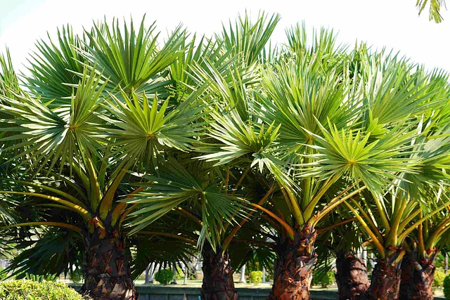 Infante Multiservicios poda de palmeras